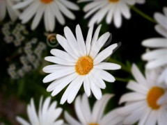 ITALY Daisies, Amalfi Coast